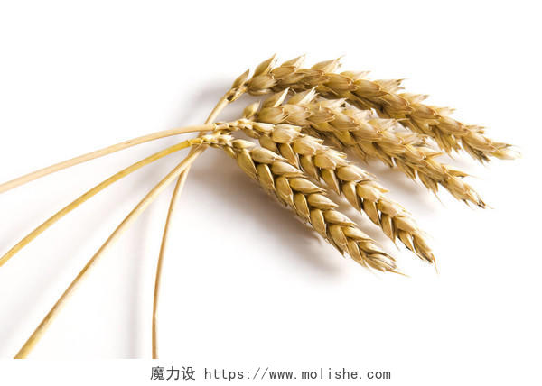 白色背景的金色小麦二十四节气24节气芒种小满